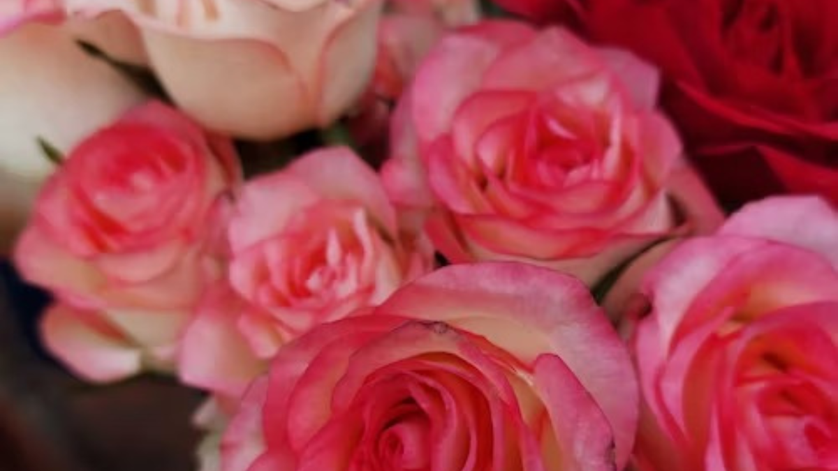 Pink Rose Gardens