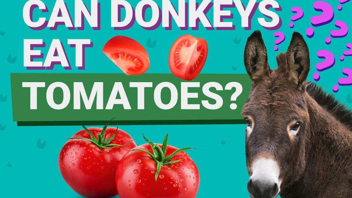 Donkeys Eat Tomatoes